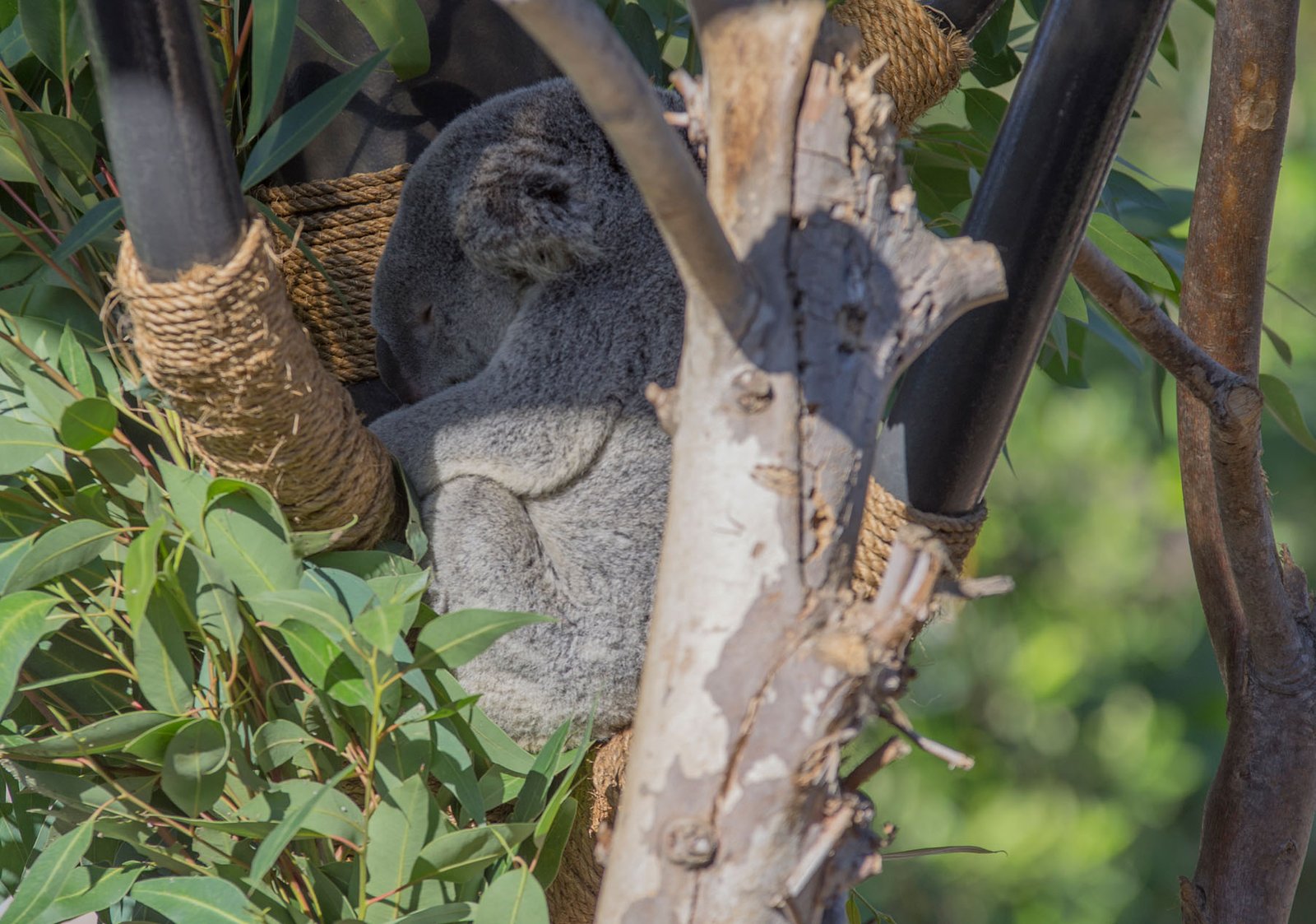 San Diego Zoo Part I 005